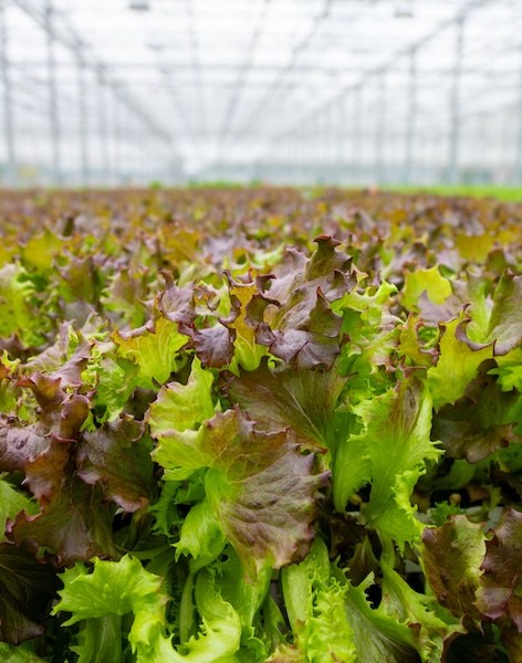 Close up of BrightFarms Lettuce being grown