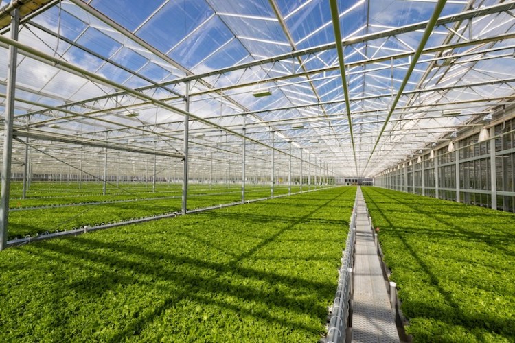 Bright Farms Greenhouse in Macon